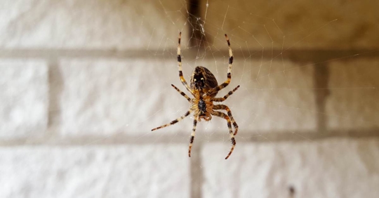 Scary spider watching the house