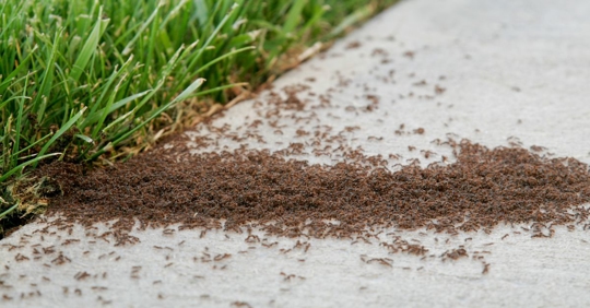 Ant Infestation Pest Control